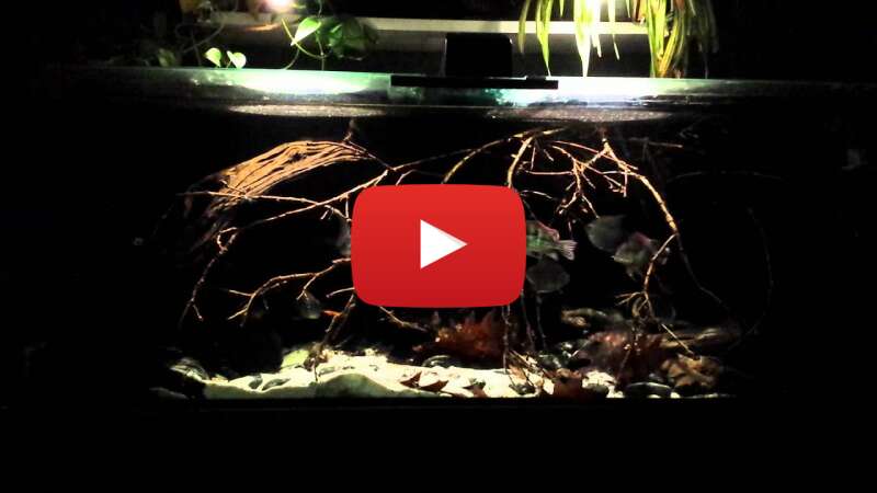 Video fTSZCbfW3WQ abspielen