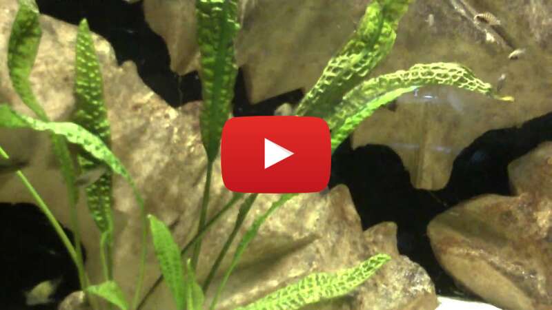 Video fX2w1SJ-u50 abspielen