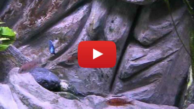 Video fXaTmW08gRg abspielen