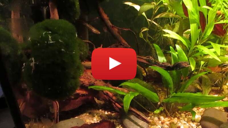 Video f_TwgDRjMeQ abspielen