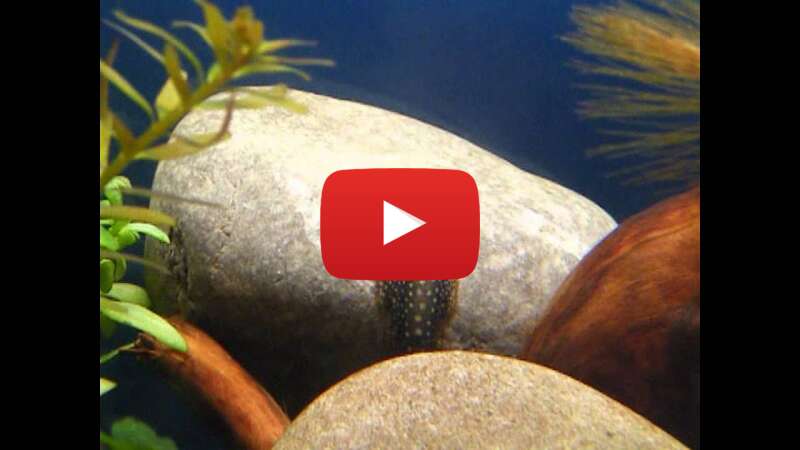 Video fataUf75YOA abspielen