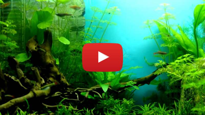 Video fcSKFTM7Zqw abspielen