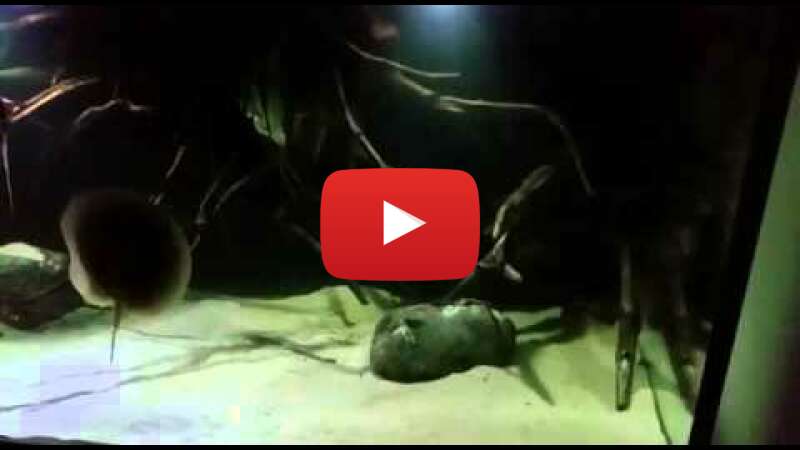 Video fcg489tuciM abspielen