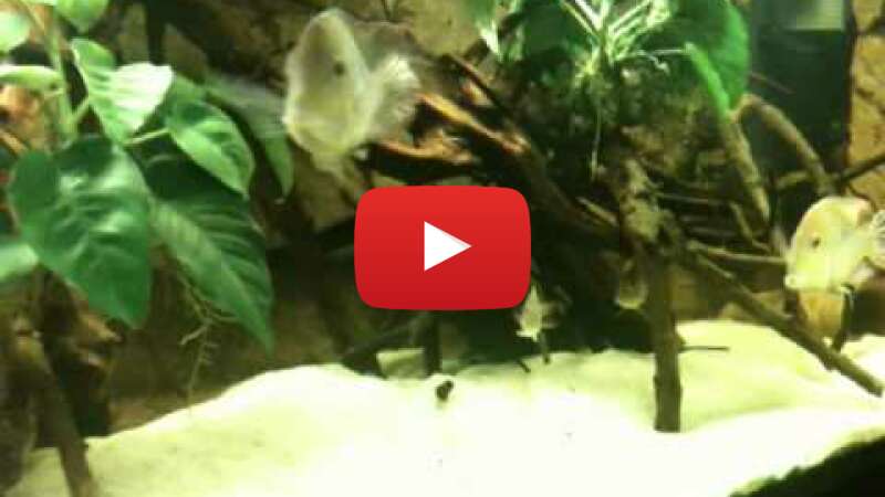 Video fddCXpXvznA abspielen