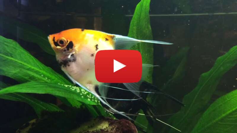 Video fggkOdZJpDo abspielen