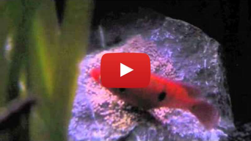 Video fnmsXls-w4E abspielen