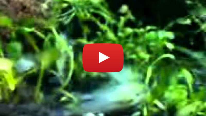 Video fs6IlN9fWh4 abspielen