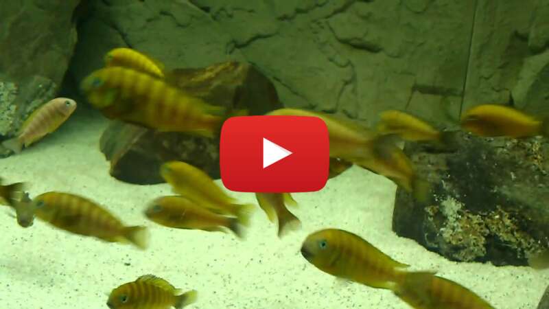 Video fsawnE8kYPc abspielen