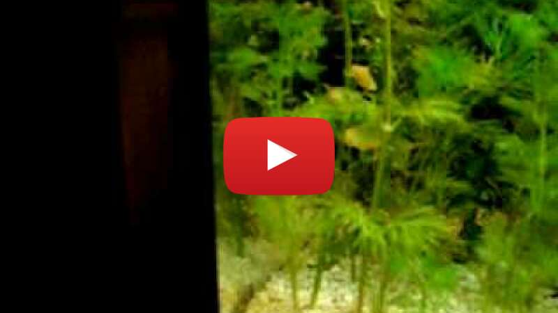 Video ftgiIcT3qik abspielen