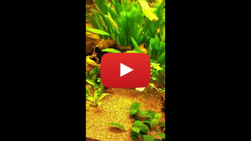 Video fuCsk9lyxfc abspielen