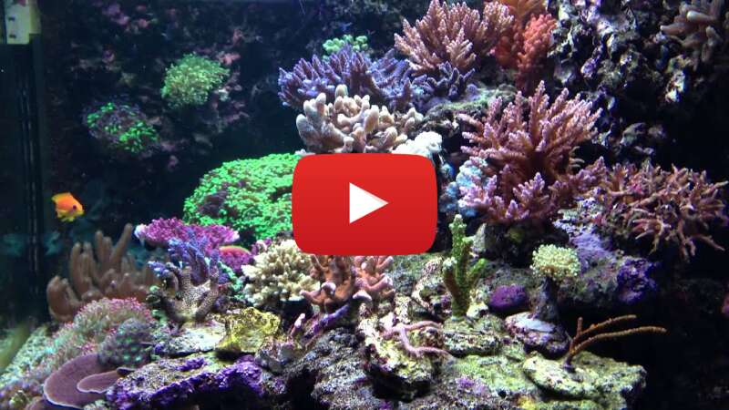 Video fvyVVc_IxTE abspielen