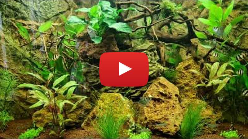 Video fydhm0GiBGc abspielen