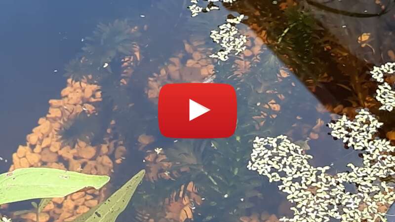 Video g-IU-FAcFLM abspielen