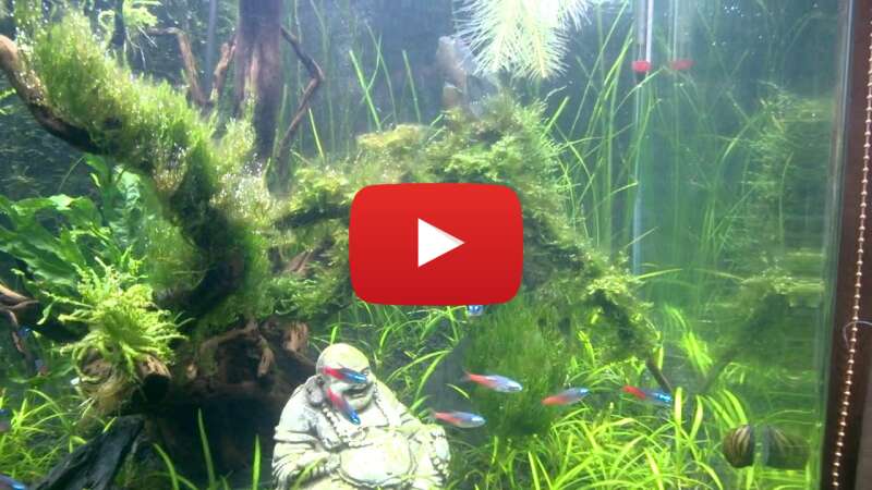 Video gBa9qhRJdJw abspielen