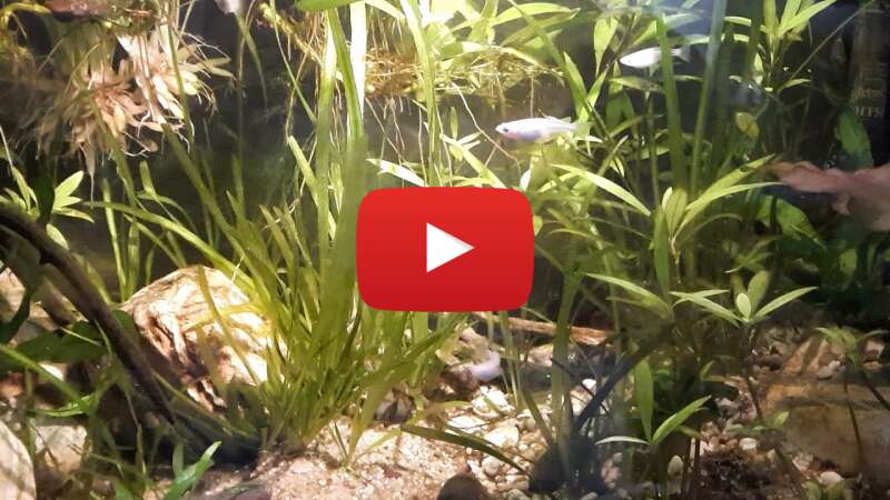 Video gELwDa6LjsA abspielen