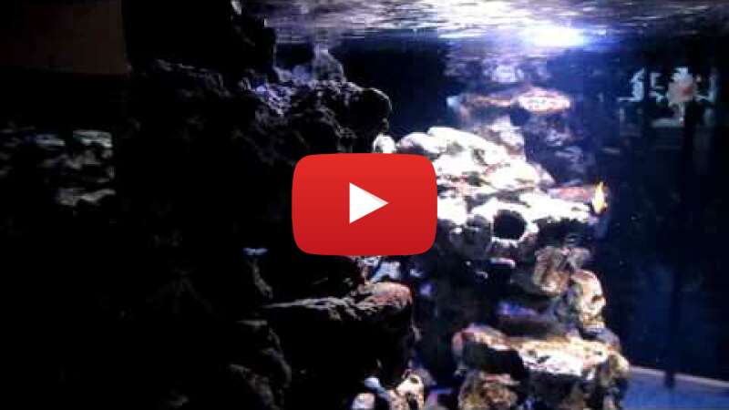 Video gFRMdM1fMtc abspielen