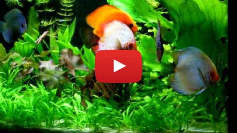 Video gHgXAhC-yzo abspielen