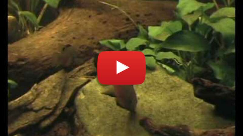 Video gIN_C4Q9-AU abspielen