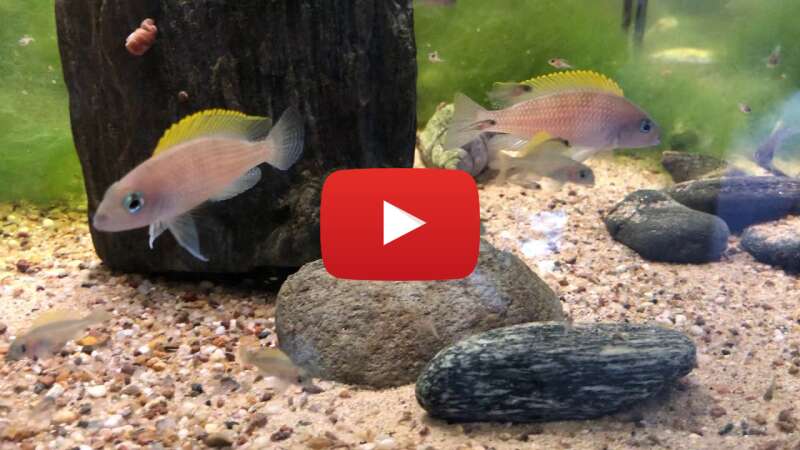 Video gJmQFB6ACyo abspielen