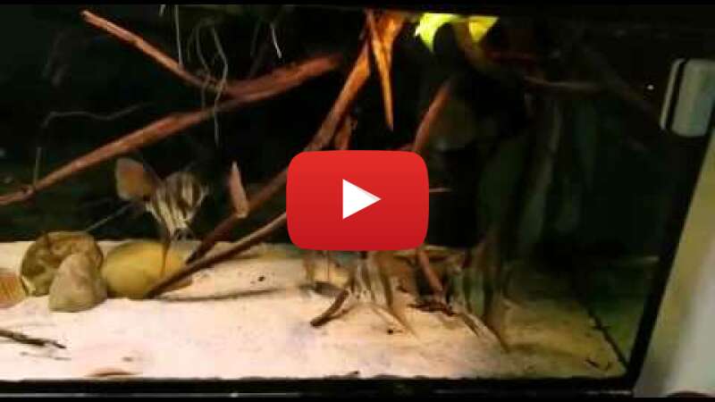 Video gMughtUQcgE abspielen