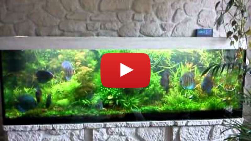 Video gSj6Xn8ziaM abspielen