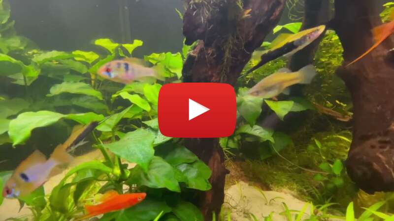 Video g_vb8_4bXj4 abspielen