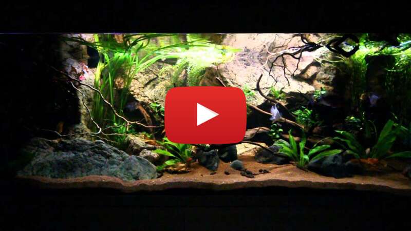 Video gbT7DCQ8e0E abspielen