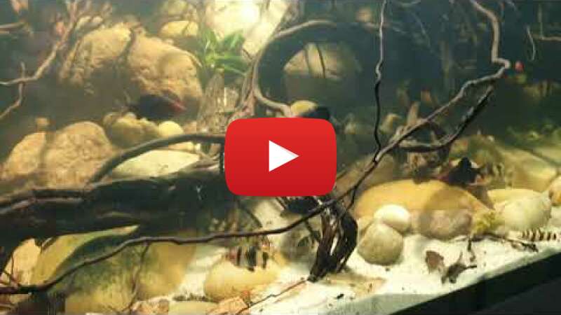 Video geGvjUBUnYM abspielen