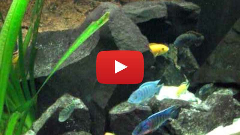 Video givcf4mvQdw abspielen