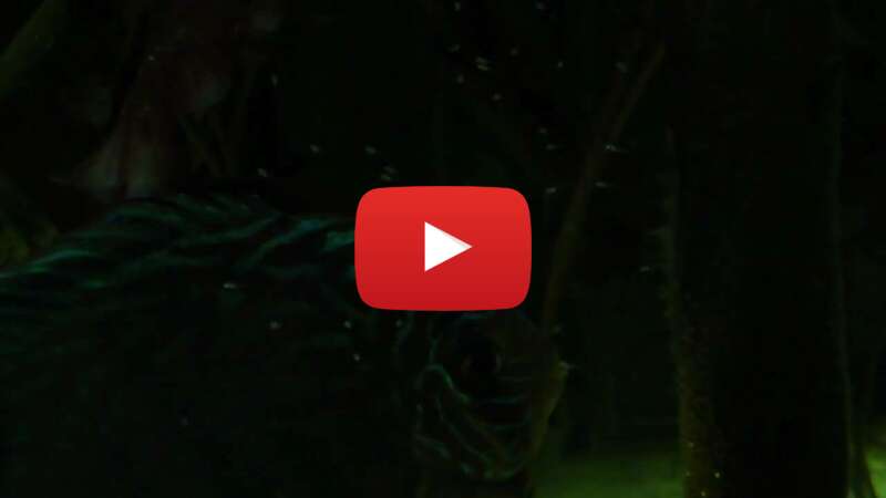 Video gjMTCwFj9nM abspielen