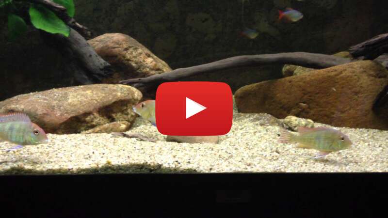 Video gujVGCjMpm8 abspielen