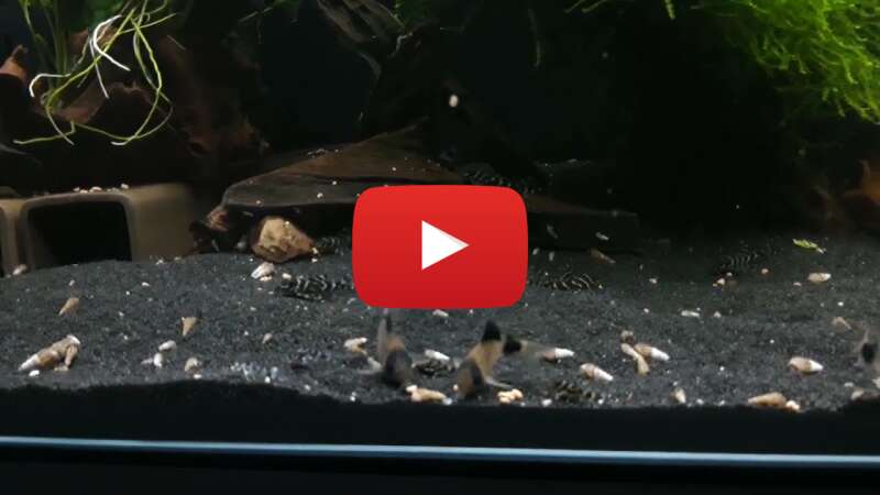 Video gwBuEAz6Suw abspielen