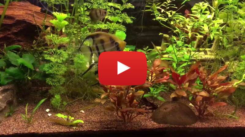 Video gz6-nzuMCaQ abspielen