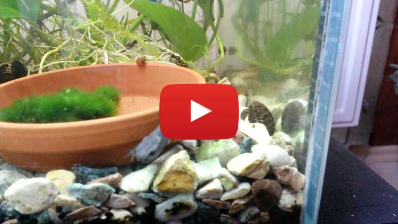 Video gzslWsRvn9g abspielen