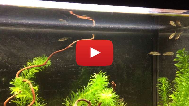 Video h-JuZjZMNtc abspielen