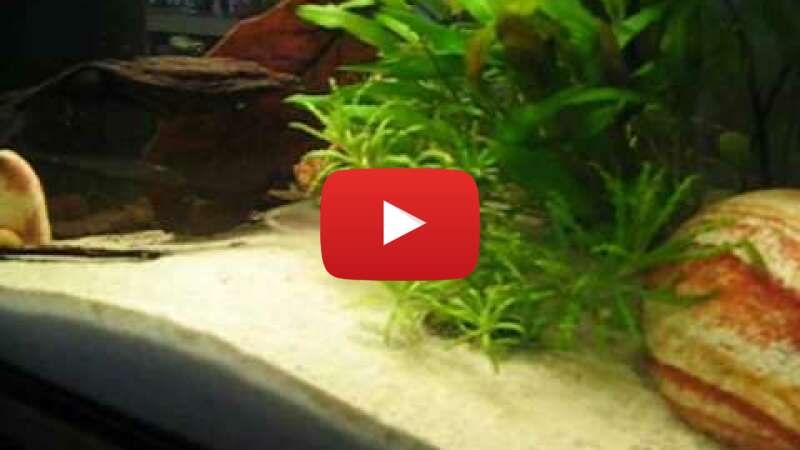 Video h2WAyB4_2eM abspielen