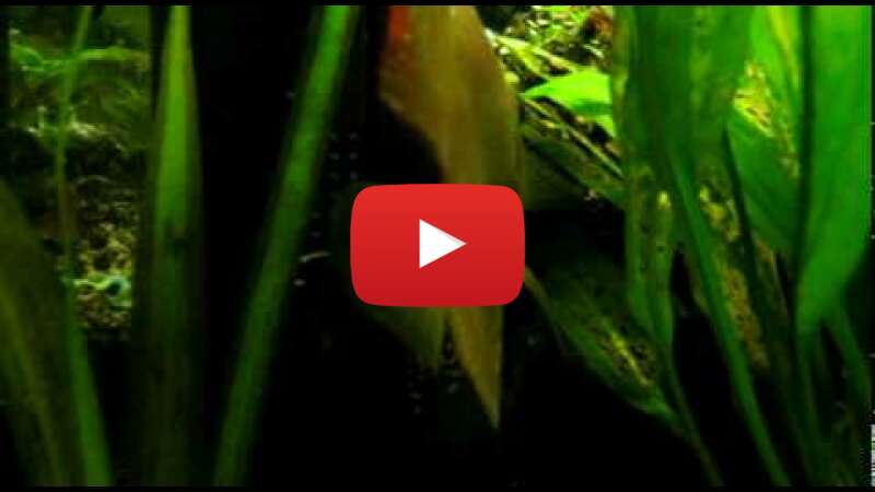 Video hAemGGMg5Zs abspielen