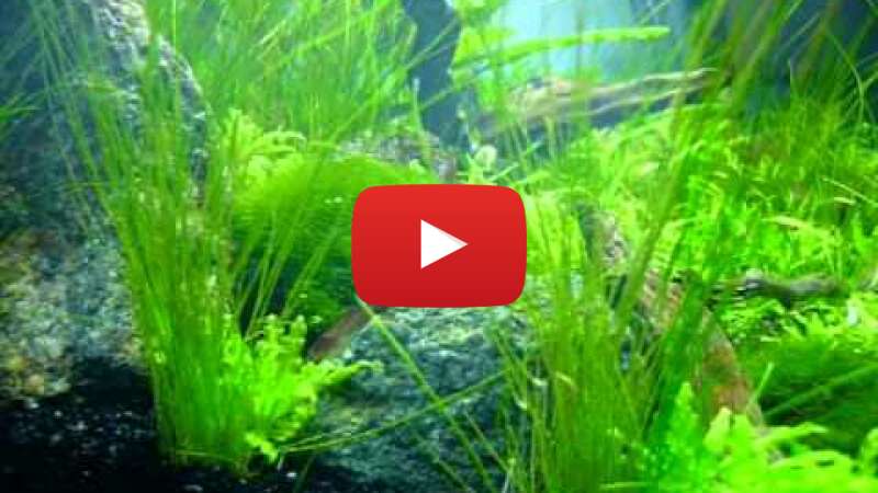 Video hBkuEU8-8zk abspielen