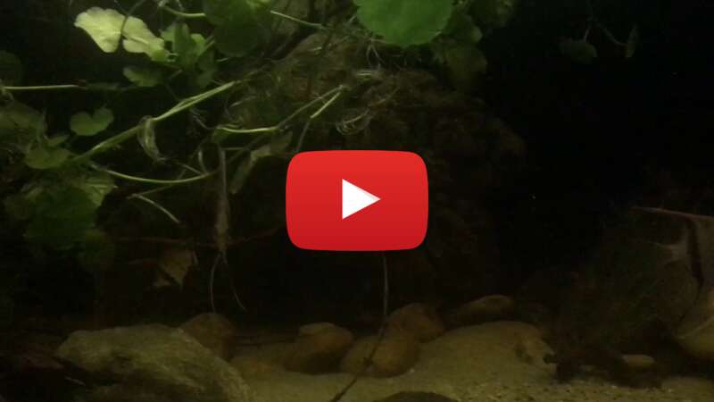 Video hCojsSsmnR0 abspielen