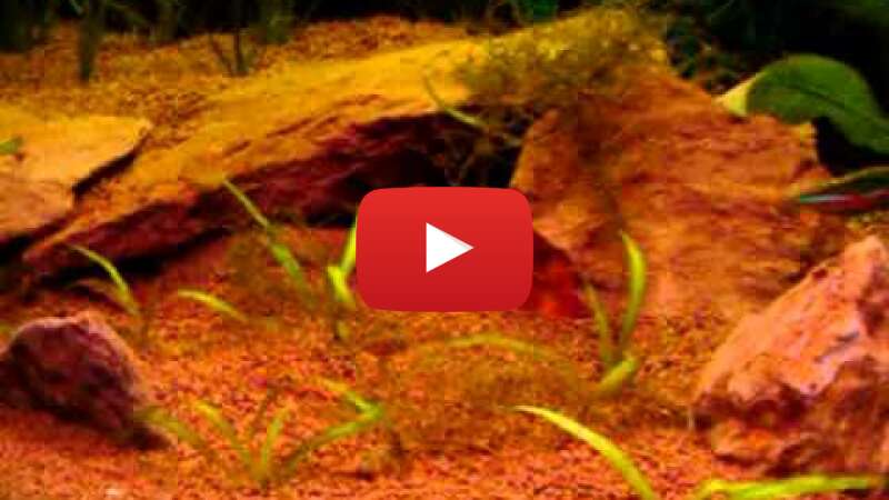 Video hCpmfHN3YdE abspielen