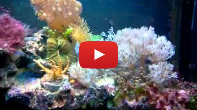 Video hKc1n2FrtZM abspielen