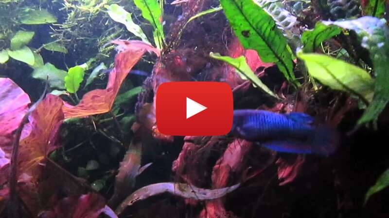 Video hNX2Uimbpns abspielen