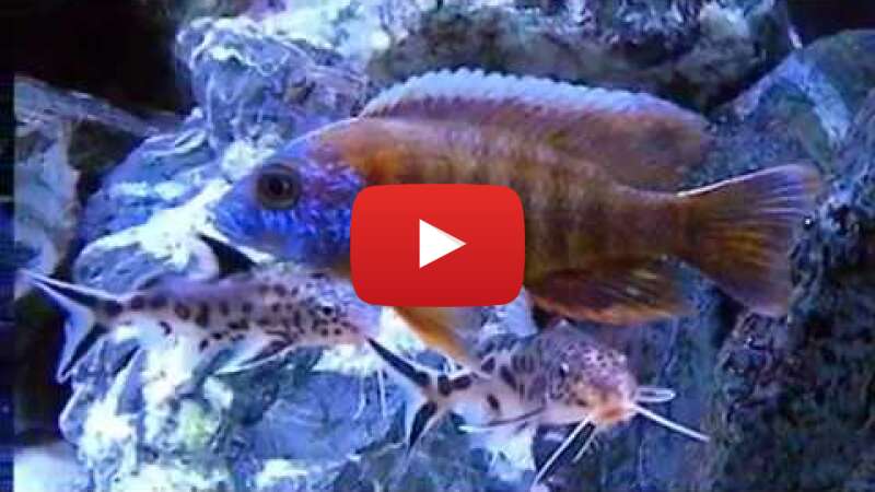 Video hS4NqNwG97k abspielen