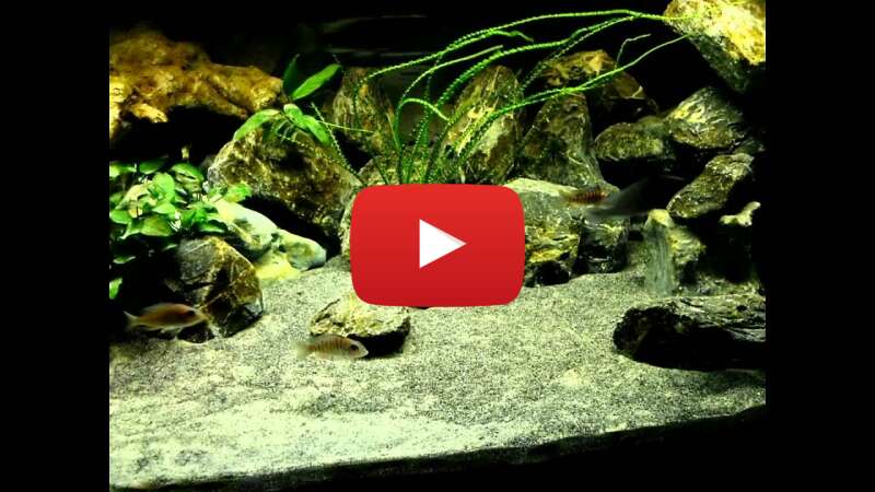 Video hb3mxMSvOeA abspielen