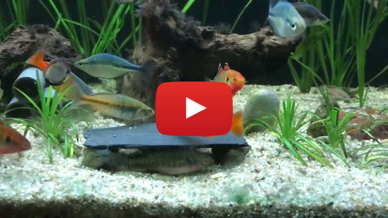 Video hbZUpo0_IYg abspielen