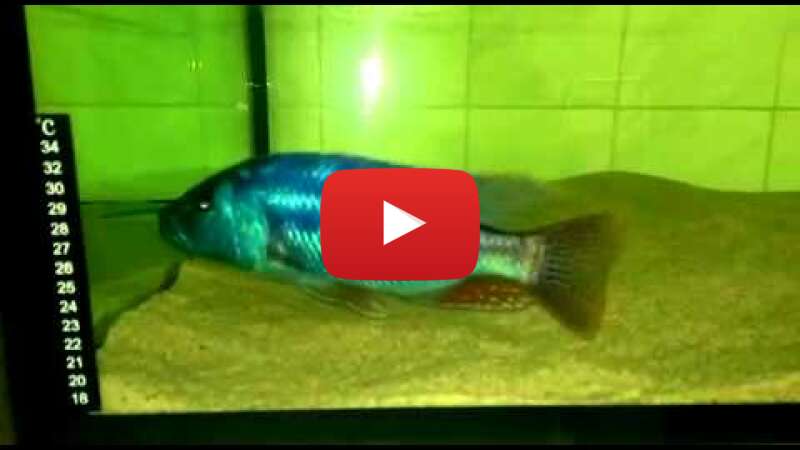 Video hrpja4Boumc abspielen