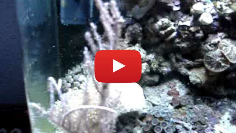 Video hso4TJBYL6I abspielen