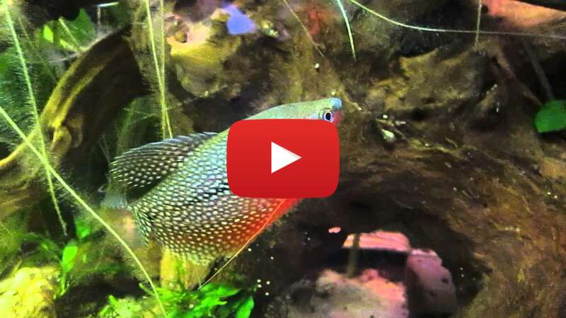 Video hyS1ruFugo0 abspielen