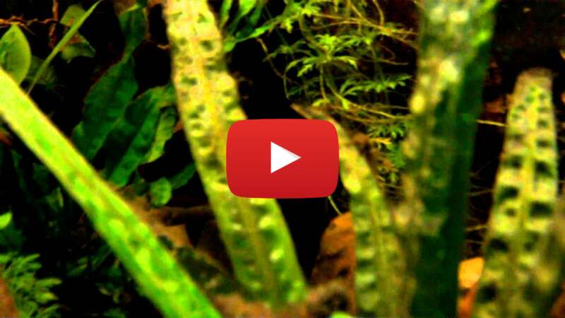 Video i-uNN24Vo80 abspielen