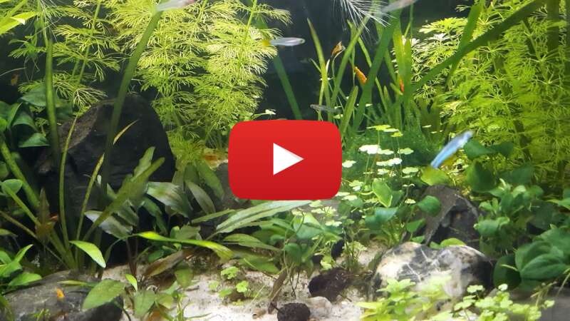 Video i2u1J-QcM-Q abspielen